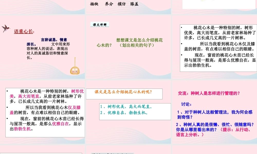 六年级语文下册 第一单元 3桃花心木课件 新人教版-新人教版小学六年级下册语文课件