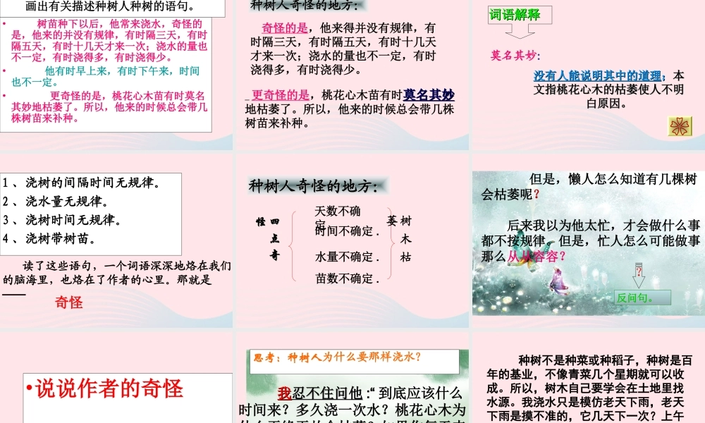 六年级语文下册 第一单元 3桃花心木课件 新人教版-新人教版小学六年级下册语文课件