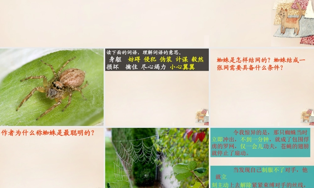 六年级语文下册《蜘蛛》课件2 长春版-长春版小学六年级下册语文课件