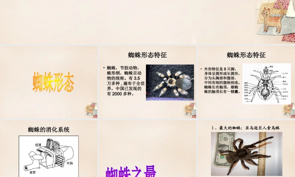 六年级语文下册《蜘蛛》课件4 长春版-长春版小学六年级下册语文课件