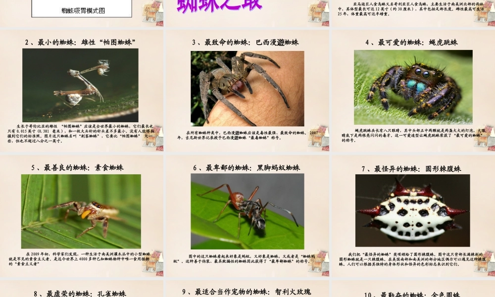 六年级语文下册《蜘蛛》课件4 长春版-长春版小学六年级下册语文课件