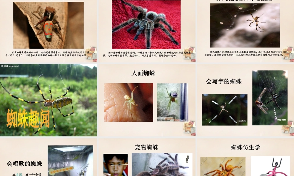 六年级语文下册《蜘蛛》课件4 长春版-长春版小学六年级下册语文课件