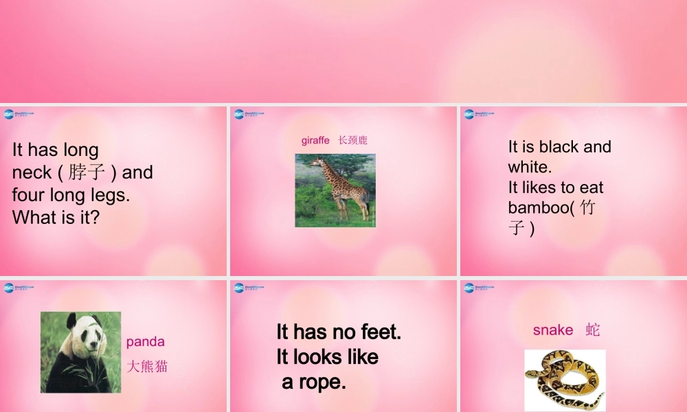 四年级英语上册 Unit 4 Animals at the Zoo lessson29 Where do they live课件 冀教版（三起）-冀教版小学四年级上册英语课件