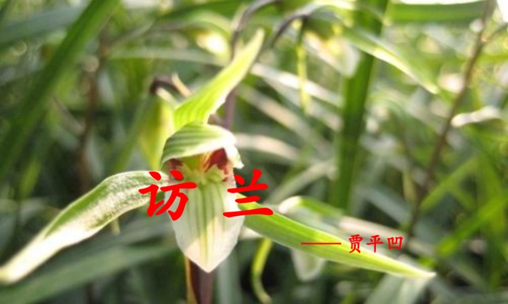 六年级语文下册 第五单元 第19课《访兰》课件 西师大版-西师大版小学六年级下册语文课件