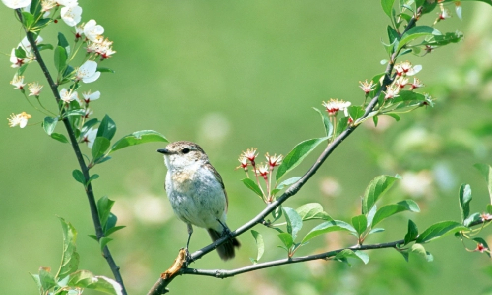 六年级语文下册 第一单元 春天来了 1.4 春之古韵课件4 沪教版五四制-沪教版小学六年级下册语文课件