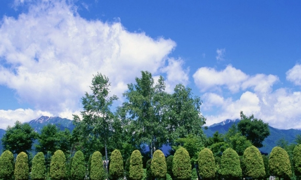 六年级语文下册 第一单元 第1课《夏》课件 西师大版-西师大版小学六年级下册语文课件