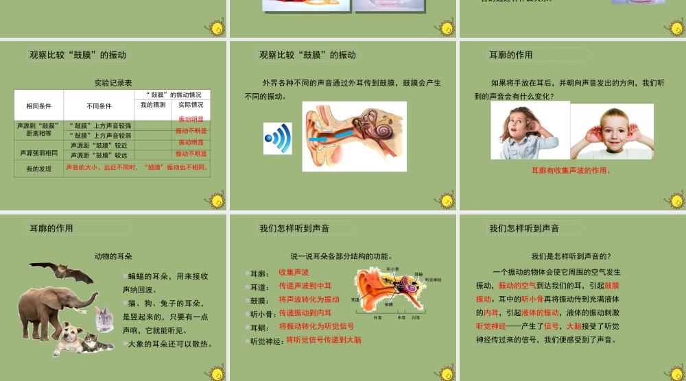 四年级科学上册 第1单元 声音 4《我们是怎样听到声音的》课件2 教科版-教科版小学四年级上册自然科学课件