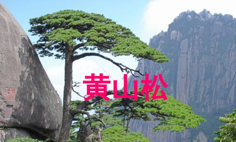 六年级语文下册 第一单元 第4课《黄山松》课件 西师大版-西师大版小学六年级下册语文课件