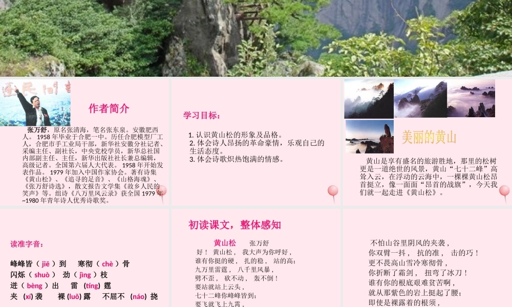 六年级语文下册 第一单元 第4课《黄山松》课件 西师大版-西师大版小学六年级下册语文课件