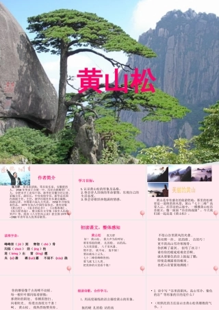 六年级语文下册 第一单元 第4课《黄山松》课件 西师大版-西师大版小学六年级下册语文课件