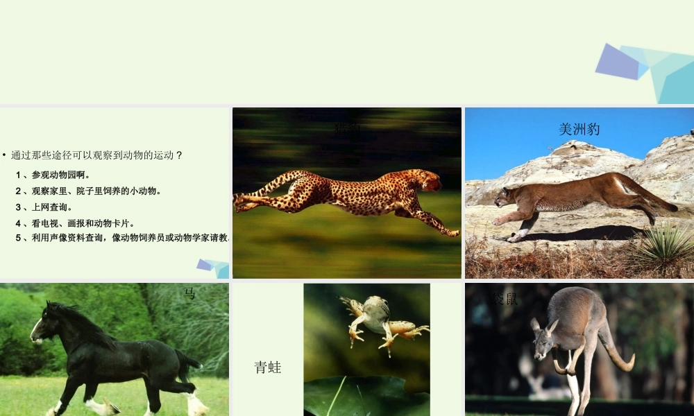 四年级科学上册 第2课 动物运动会课件1 冀教版-冀教版小学四年级上册自然科学课件