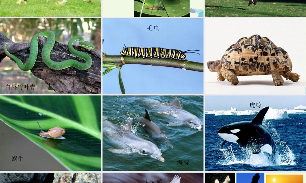 四年级科学上册 第2课 动物运动会课件1 冀教版-冀教版小学四年级上册自然科学课件