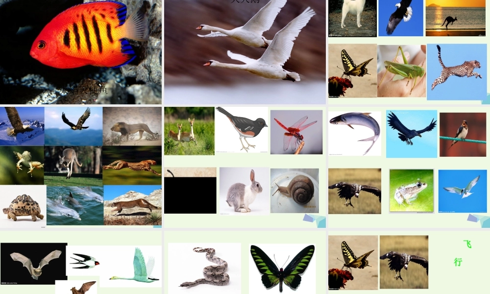 四年级科学上册 第2课 动物运动会课件1 冀教版-冀教版小学四年级上册自然科学课件