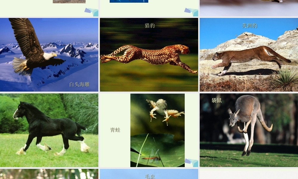 四年级科学上册 第2课 动物运动会课件2 冀教版-冀教版小学四年级上册自然科学课件