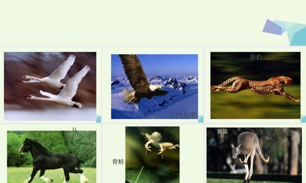 四年级科学上册 第2课 动物运动会课件3 冀教版-冀教版小学四年级上册自然科学课件