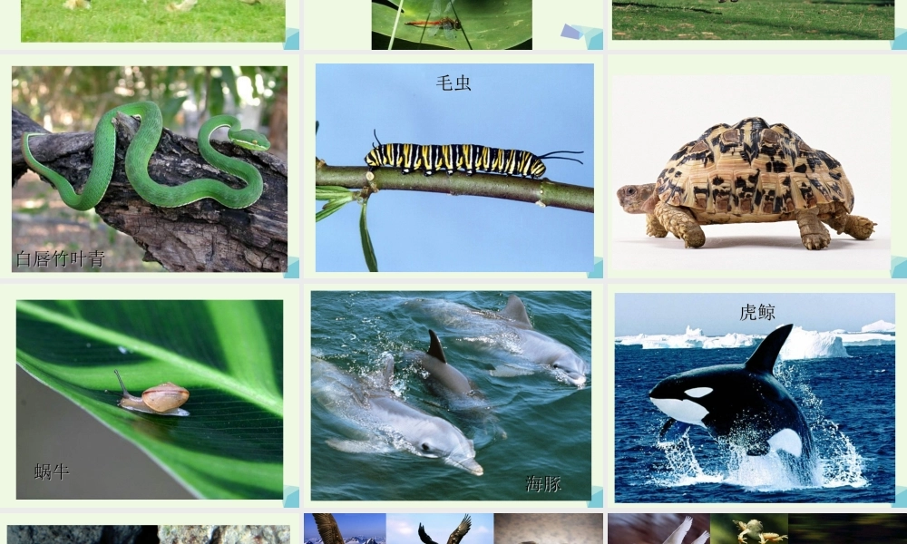 四年级科学上册 第2课 动物运动会课件3 冀教版-冀教版小学四年级上册自然科学课件