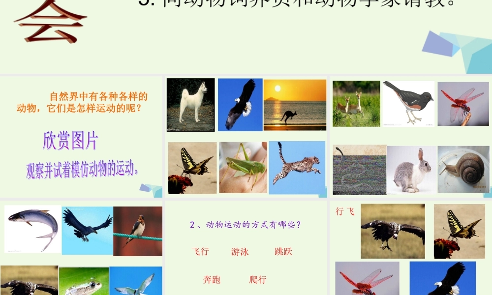 四年级科学上册 第2课 动物运动会课件5 冀教版-冀教版小学四年级上册自然科学课件
