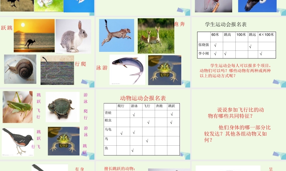 四年级科学上册 第2课 动物运动会课件5 冀教版-冀教版小学四年级上册自然科学课件