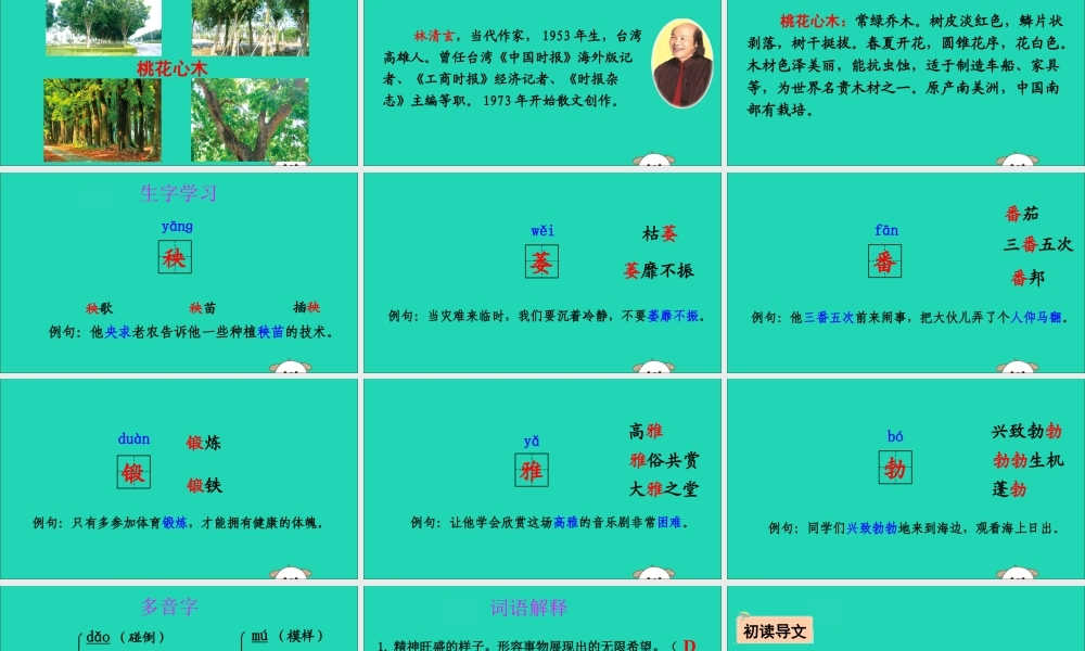 六年级语文下册 第一组 3 桃花心木教学课件 新人教版-新人教版小学六年级下册语文课件