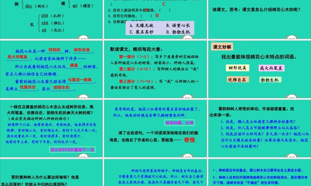 六年级语文下册 第一组 3 桃花心木教学课件 新人教版-新人教版小学六年级下册语文课件