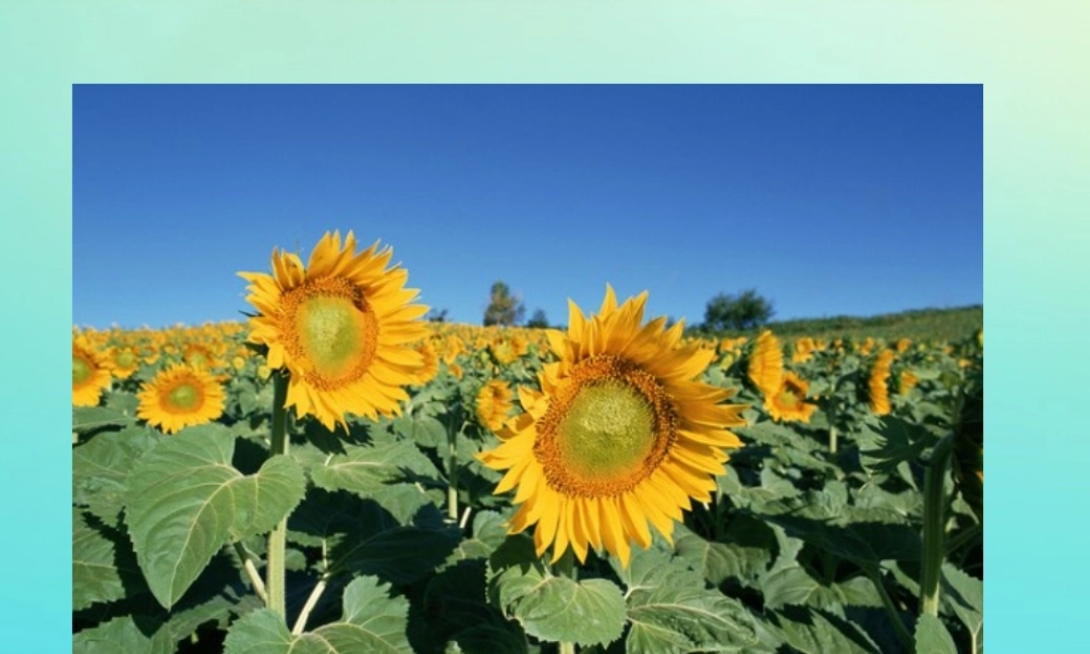 四年级科学下册 第1单元 植物的一生 1.1 播撒希望的种子课件 （新版）湘科版-人教版小学四年级下册自然科学课件