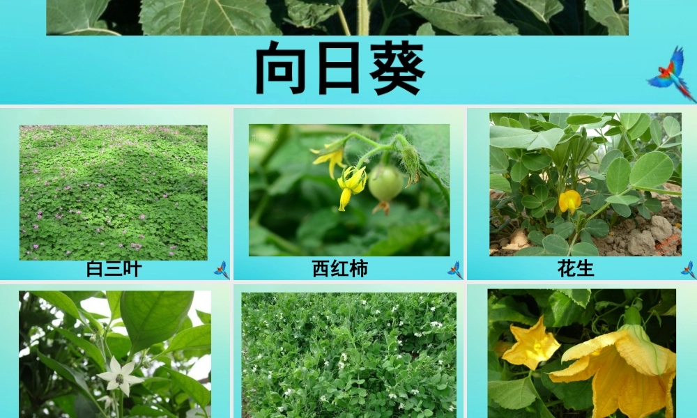 四年级科学下册 第1单元 植物的一生 1.1 播撒希望的种子课件 （新版）湘科版-人教版小学四年级下册自然科学课件