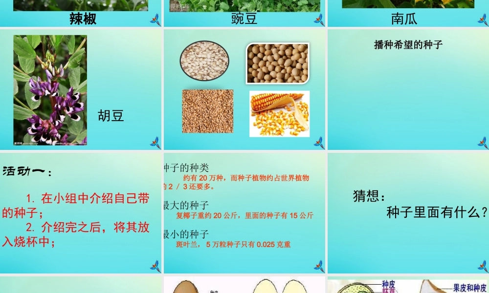 四年级科学下册 第1单元 植物的一生 1.1 播撒希望的种子课件 （新版）湘科版-人教版小学四年级下册自然科学课件