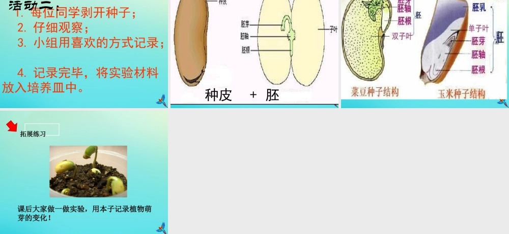 四年级科学下册 第1单元 植物的一生 1.1 播撒希望的种子课件 （新版）湘科版-人教版小学四年级下册自然科学课件