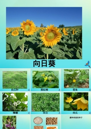 四年级科学下册 第1单元 植物的一生 1.1 播撒希望的种子课件 （新版）湘科版-人教版小学四年级下册自然科学课件