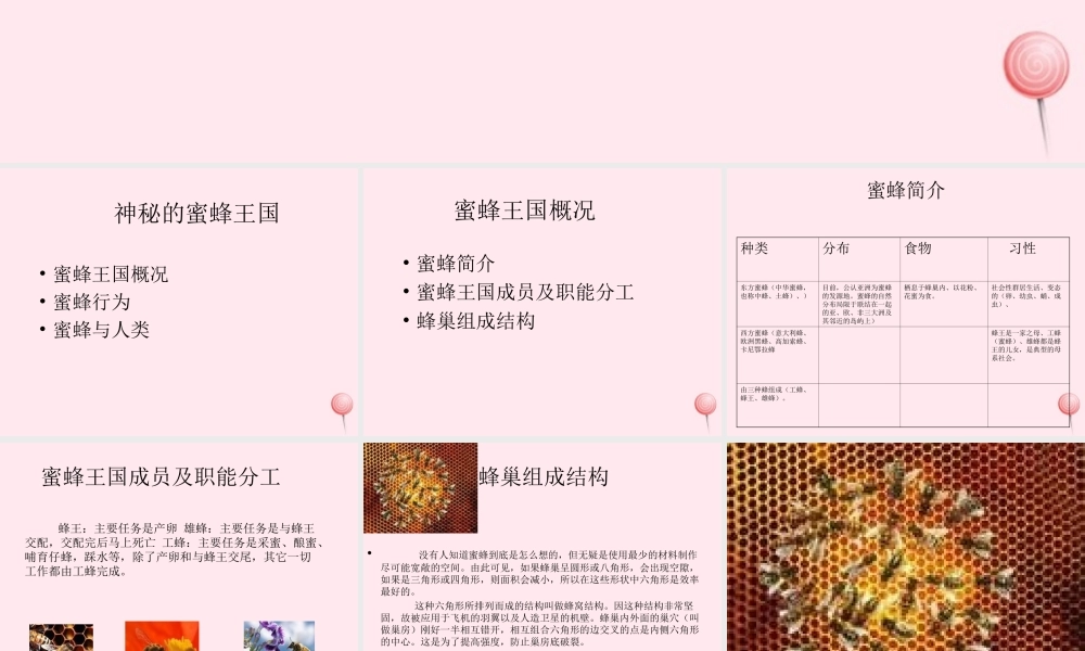 四年级信息技术下册 第16课《神秘的蜜蜂王国》课件3 冀教版-冀教版小学四年级下册信息技术课件