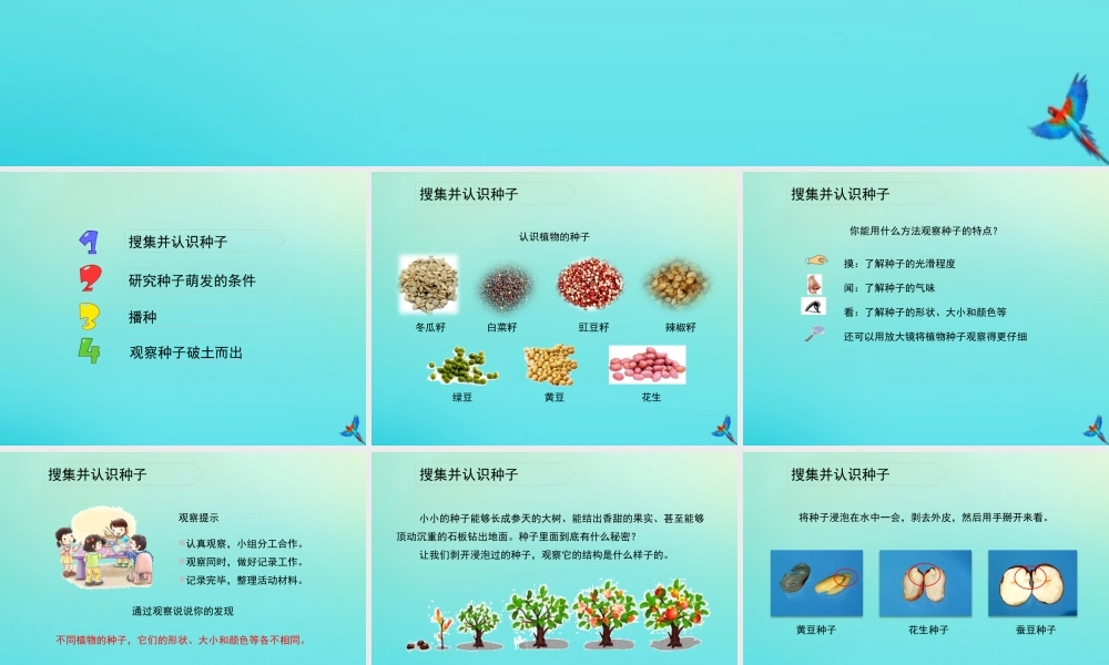 四年级科学下册 第1单元 植物的一生 1.1 播撒希望的种子课件 （新版）湘科版-人教级下册自然科学课件