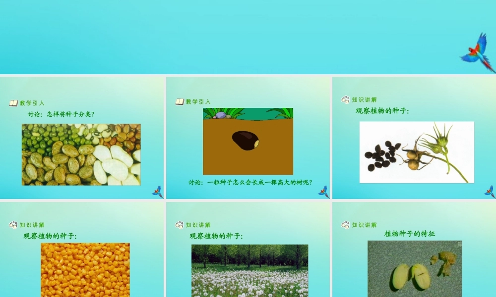 四年级科学下册 第1单元 植物的一生 1.2 小苗快快长课件 （新版）湘科版-人教版小学四年级下册自然科学课件