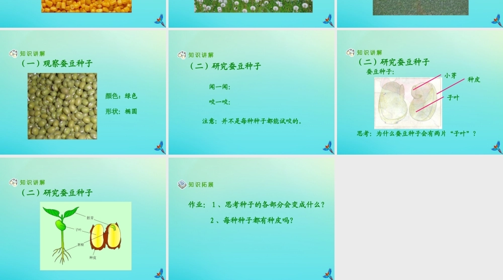 四年级科学下册 第1单元 植物的一生 1.2 小苗快快长课件 （新版）湘科版-人教版小学四年级下册自然科学课件