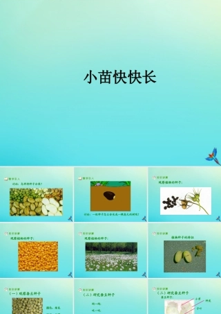 四年级科学下册 第1单元 植物的一生 1.2 小苗快快长课件 （新版）湘科版-人教版小学四年级下册自然科学课件