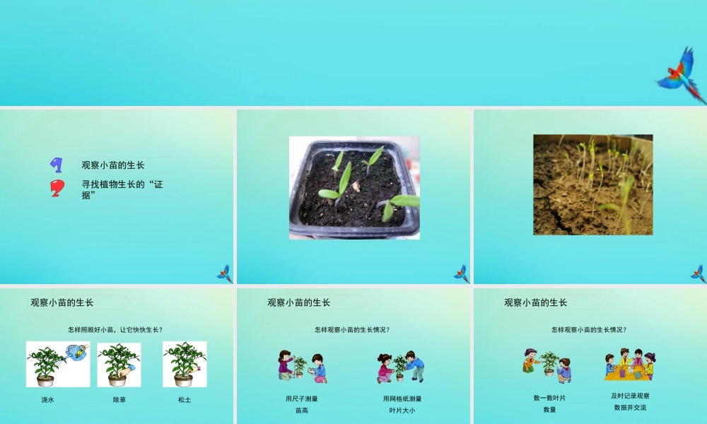 四年级科学下册 第1单元 植物的一生 1.2 小苗快快长课件 （新版）湘科版-人教级下册自然科学课件