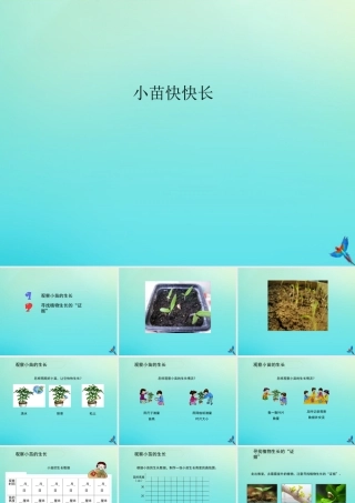 四年级科学下册 第1单元 植物的一生 1.2 小苗快快长课件 （新版）湘科版-人教级下册自然科学课件