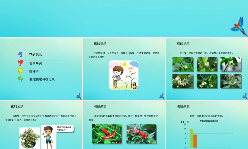 四年级科学下册 第1单元 植物的一生 1.3 开花结果课件1 （新版）湘科版-人教版小学四年级下册自然科学课件