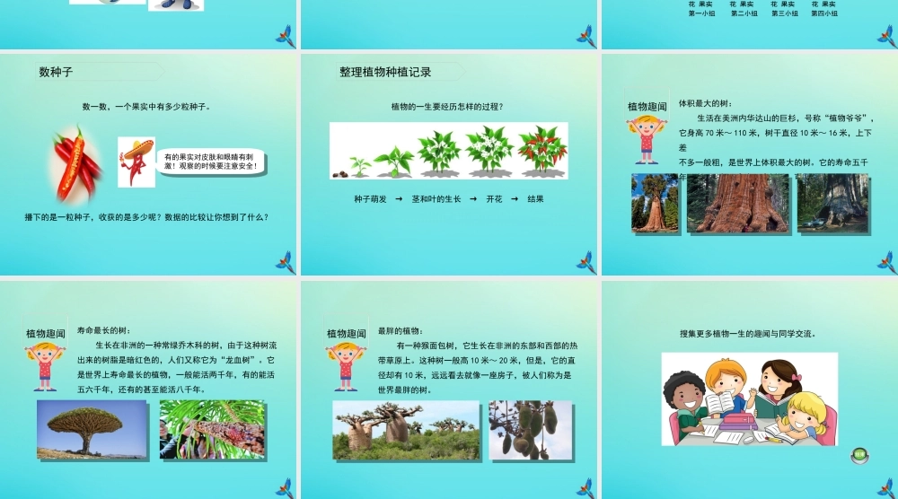 四年级科学下册 第1单元 植物的一生 1.3 开花结果课件1 （新版）湘科版-人教版小学四年级下册自然科学课件