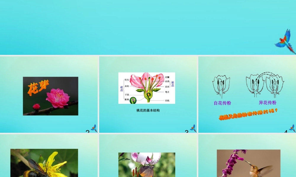 四年级科学下册 第1单元 植物的一生 1.3 开花结果课件2 （新版）湘科版-人教版小学四年级下册自然科学课件