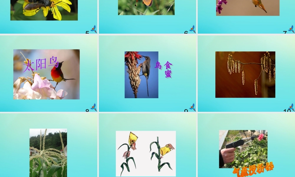 四年级科学下册 第1单元 植物的一生 1.3 开花结果课件2 （新版）湘科版-人教版小学四年级下册自然科学课件