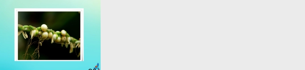 四年级科学下册 第1单元 植物的一生 1.3 开花结果课件2 （新版）湘科版-人教版小学四年级下册自然科学课件