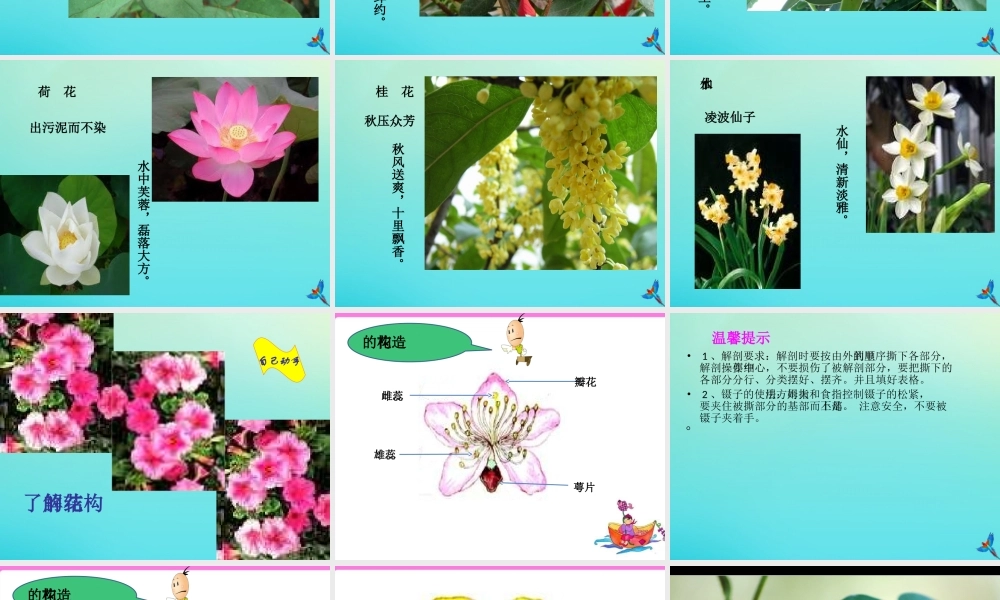 四年级科学下册 第2单元 生生不息 2.1 花开花落为哪般课件 （新版）湘科版-人教版小学四年级下册自然科学课件