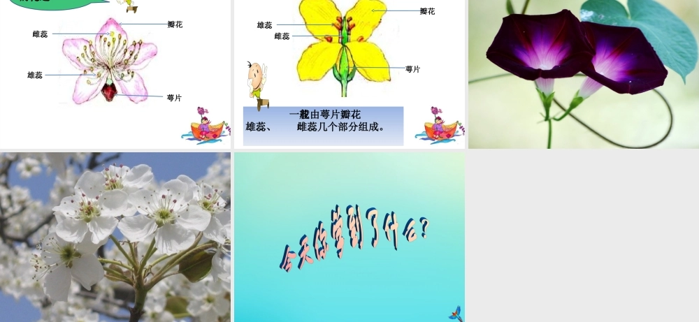 四年级科学下册 第2单元 生生不息 2.1 花开花落为哪般课件 （新版）湘科版-人教版小学四年级下册自然科学课件