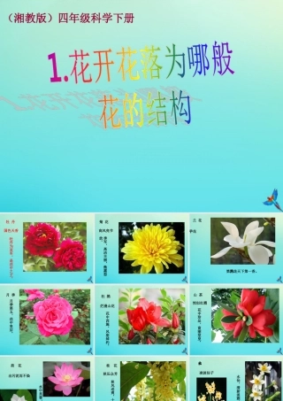 四年级科学下册 第2单元 生生不息 2.1 花开花落为哪般课件 （新版）湘科版-人教版小学四年级下册自然科学课件