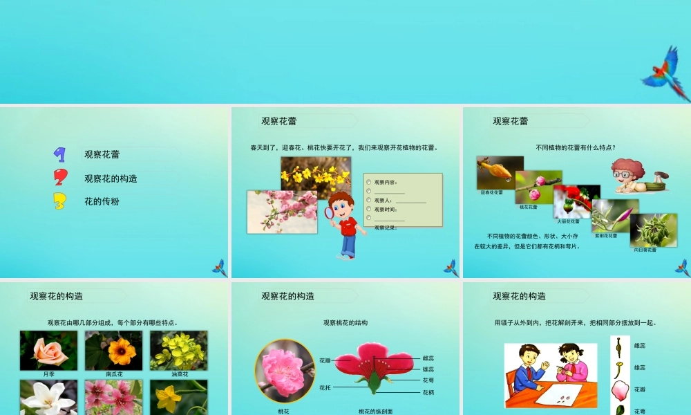四年级科学下册 第2单元 生生不息 2.1 花开花落为哪般课件 （新版）湘科版-人教级下册自然科学课件