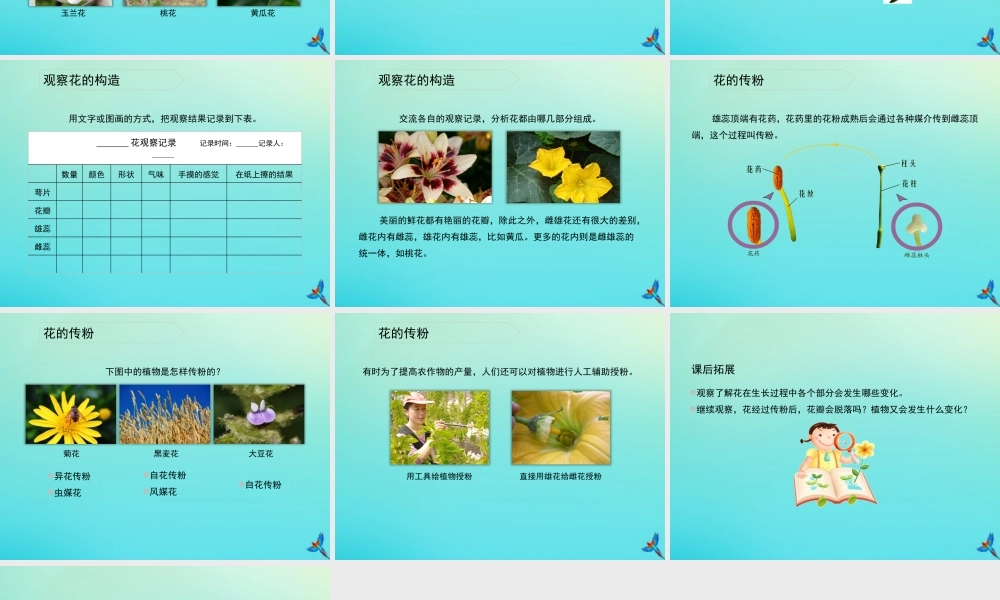 四年级科学下册 第2单元 生生不息 2.1 花开花落为哪般课件 （新版）湘科版-人教级下册自然科学课件