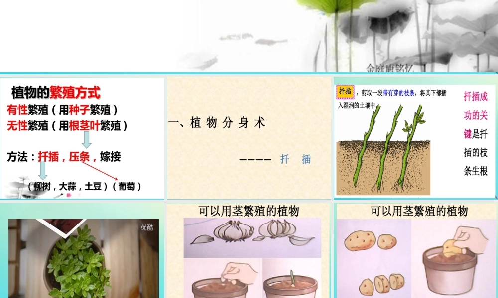 四年级科学下册 第2单元 生生不息 2.2《无心插柳柳成荫》课件1 （新版）湘科版-人教版小学四年级下册自然科学课件