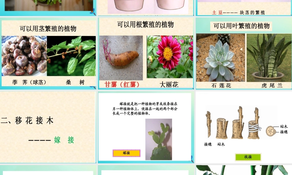 四年级科学下册 第2单元 生生不息 2.2《无心插柳柳成荫》课件1 （新版）湘科版-人教版小学四年级下册自然科学课件