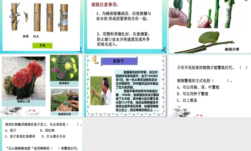 四年级科学下册 第2单元 生生不息 2.2《无心插柳柳成荫》课件1 （新版）湘科版-人教版小学四年级下册自然科学课件