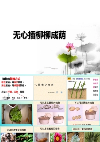 四年级科学下册 第2单元 生生不息 2.2《无心插柳柳成荫》课件1 （新版）湘科版-人教版小学四年级下册自然科学课件